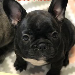 French Bulldog Puppies from Ponderosa Frenchies