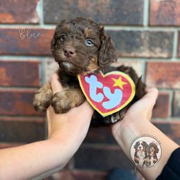 Blue - Phantom male Bernedoodle puppy in Owasso, Oklahoma from Kallams Bernedoodles & Bernese Mountain Dogs