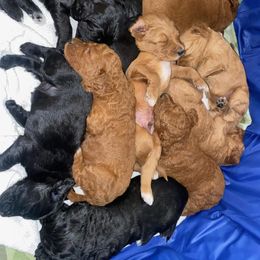 Poodle and Shihpoo Puppies from Peace, Love, and Puppies at the Creek