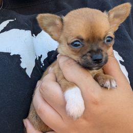 Chihuahua Puppies from ChibiChi