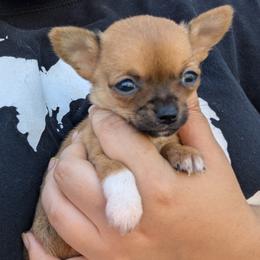 Chihuahua Puppies from ChibiChi