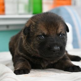 German Shepherd Puppies from Key Star German Shepherds