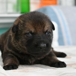 German Shepherd Puppies from Key Star German Shepherds