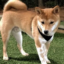 Shiba Inu from Hollywood Shibas