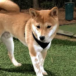 Shiba Inu from Hollywood Shibas