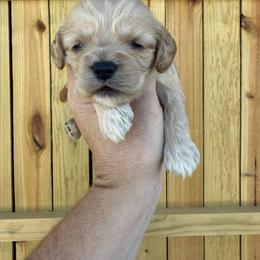 Atlas - Buff male Cockapoo puppy in Connersville, Indiana from MoonShine Babies