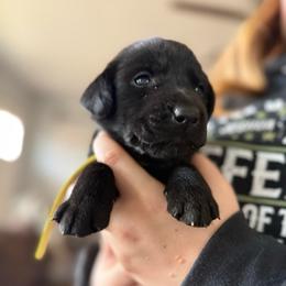 Yellow collar, Daisy - Yellow female Labrador Retriever puppy in Moore, Oklahoma from Okiehuntinboyz Labrador Retrievers