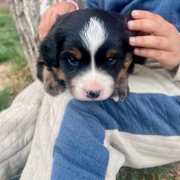 Apple Jacks - male Australian Mountain Doodle puppy in Randolph, Utah from Dry Canyon Pups