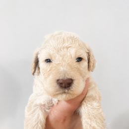 Biscotti - Cream male Poodle puppy in Grovetown, Georgia from PND Kennel