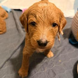 Sandy - light pink collar - Apricot female Goldendoodle puppy in Puyallup, Washington from Dawnie’s Doodles