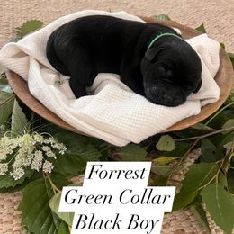 Forrest - Black male Dilute Retriever puppy in Kenton, Ohio from Lynn Valley Labradors