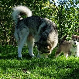 Alaskan Malamute Puppies from Delphi Alaskan Malamutes