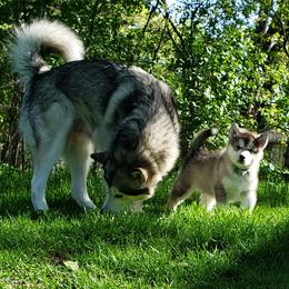 Alaskan Malamute Puppies from Delphi Alaskan Malamutes