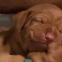 Girl 3 - Vizsla puppy in Taylors, South Carolina from Venturous Vizslas