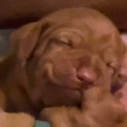 Girl 3 - Vizsla puppy in Taylors, South Carolina from Venturous Vizslas