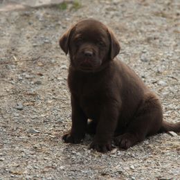 Labrador Retriever Puppies from Ivy Leash Labradors