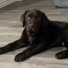 Labrador Retrievers from Westport Labradors