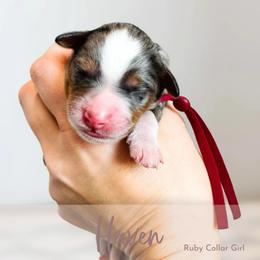Haven - Blue merle female Bernedoodle puppy in Mahomet, Illinois from Jordan Family Doodles