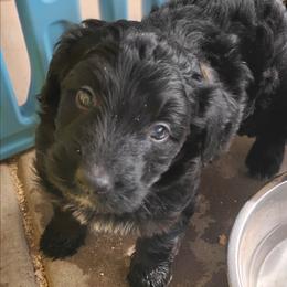 Ace - Black tri-color male Aussiedoodle puppy in Apache Junction, Arizona from Loving Doodle