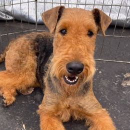 Airedale Terriers from Susan's Airedale Terriers