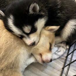 Pomsky Puppies from Lunar Pomskies