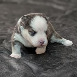 Sisco - Male - Blue male Pomsky puppy in Hurleyville, New York from My Crazy Pomskys