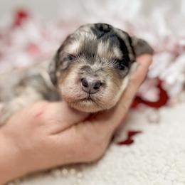 Bernedoodle, Goldendoodle, and Poodle Puppies from Poodle and Doodle Haven