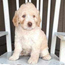 Sandy - Caramel cream female Australian Labradoodle puppy in Glenford, Ohio from Mi-De Doodles