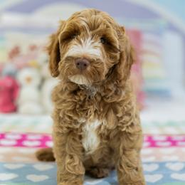 Fozzi - Caramel red male Australian Labradoodle puppy in Ardmore, Oklahoma from Mop Top Doodle Co.