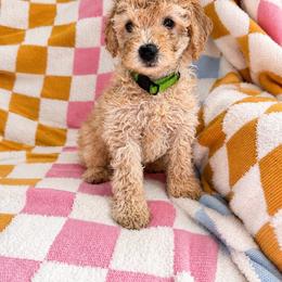 Hardy - Apricot male Goldendoodle puppy in Norris, Tennessee from Young Farms