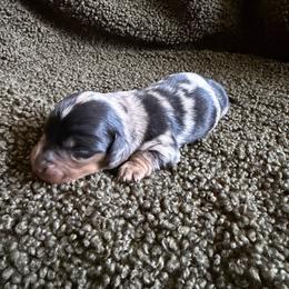 Cookie - Dapple male Dachshund puppy in Madera, California from Royal Dachshunds