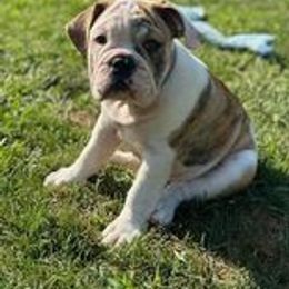 Bulldog Puppies from Life with Bulldog Paws