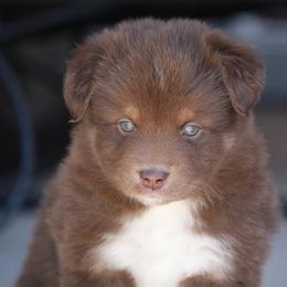Australian Shepherd and Miniature Australian Shepherd Puppies from Canyon Creek Aussies