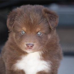 Australian Shepherd and Miniature Australian Shepherd Puppies from Canyon Creek Aussies