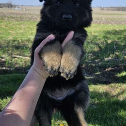 Red - Bi-color German Shepherd puppy in Linton, Indiana from Aydt's Shepherds and Training LLC