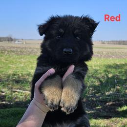 Red - Bi-color German Shepherd puppy in Linton, Indiana from Aydt's Shepherds and Training LLC