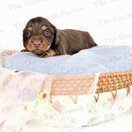Geneva - Chocolate and tan female Dachshund puppy in Greenville, North Carolina from The Gorman Farms