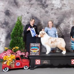 Julian - Australian Shepherd