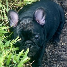 French Bulldog Puppies from Diamond Shores French Bulldogs