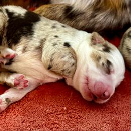 Boy 2 - Red merle male Australian Shepherd puppy in Ramona, California from Blue Moon Aussies