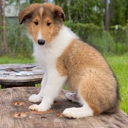 Pete - Sable and white male Collie puppy in St Augustine, Florida from Saltwater Collies LLC