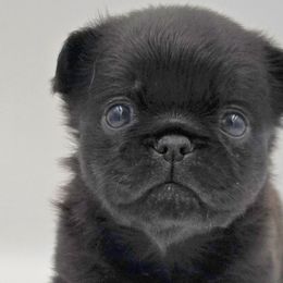 Boxers and Brussels Griffons from GN Canine Crew