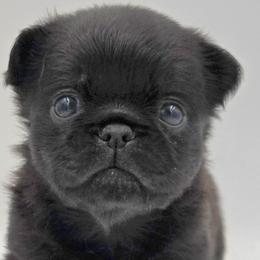 Boxers and Brussels Griffons from GN Canine Crew