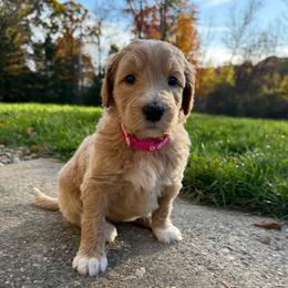 Dark Pink - Female - Cream female Goldendoodle puppy in Kent City, Michigan from Hannah Mae Doodles