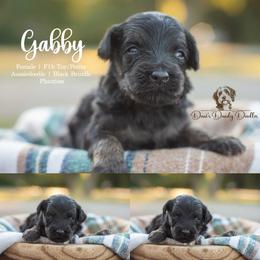 Gabby - Black phantom female Aussiedoodle puppy in Roebuck, South Carolina from Dani's Dandy Doodles