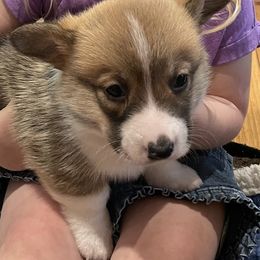 Pembroke Welsh Corgi Puppies from Mill Rock Farms