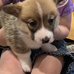 Pembroke Welsh Corgi Puppies from Mill Rock Farms