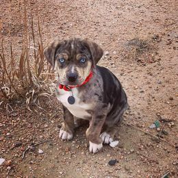 Catahoula Leopard Dog Puppies from ZM Catahoulas