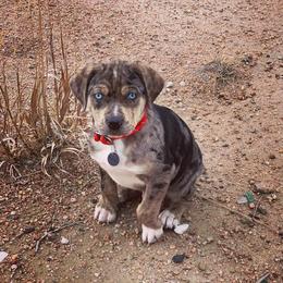 Catahoula Leopard Dog Puppies from ZM Catahoulas