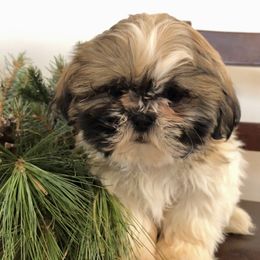 Oakley - Gold and white Shih Tzu puppy in Manheim, Pennsylvania from Josh’s Pups
